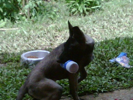 mi perra laika 5 meses raza pastor belga malinois